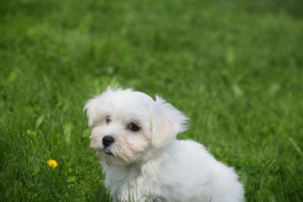 Bichon maltais (reu) 68238
