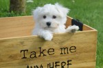 Bichon maltais (reu) 67727