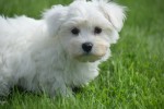 Bichon maltais (reu) 67727