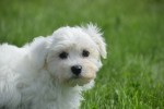 Bichon maltais (reu) 67727