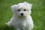 Bichon maltais (reu) 67727