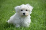 Bichon maltais (reu) 67727