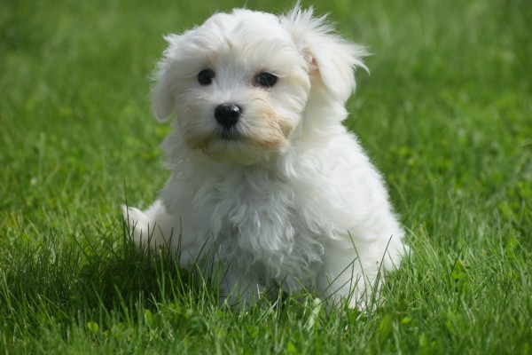 Bichon maltais (reu) 67727