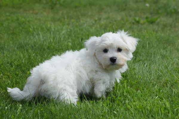 Bichon maltais (reu) 68249