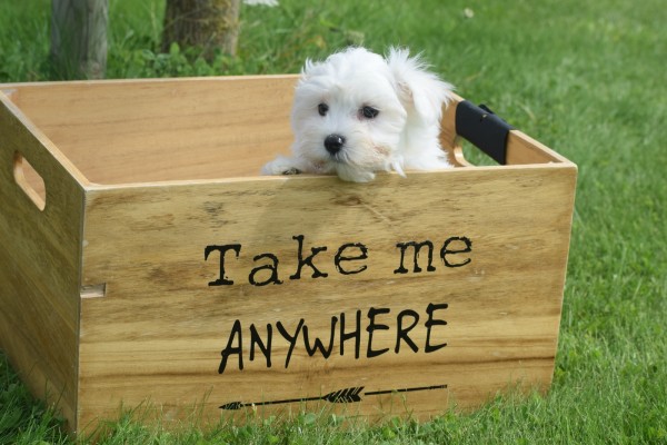Bichon maltais (reu) 68249