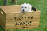Bichon maltais (reu) 68249