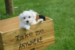 Bichon maltais (reu) 68249