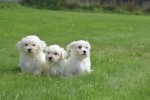 Bichon maltais (reu) 68249