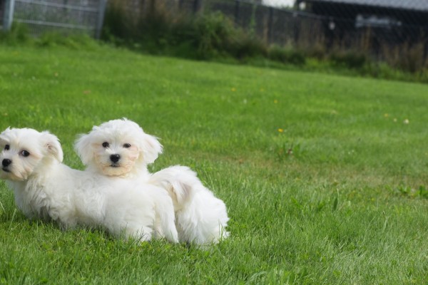Bichon maltais (reu) 68249