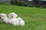 Bichon maltais (reu) 67727