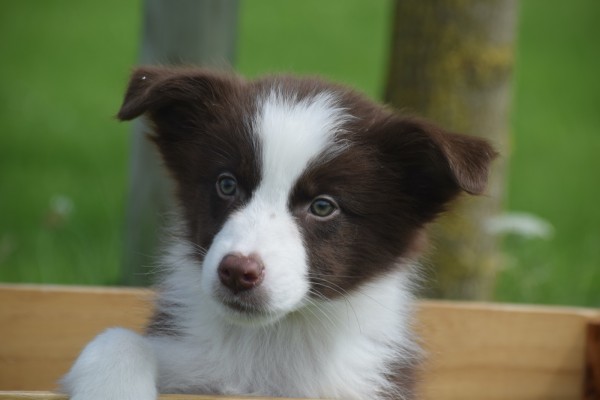 Berger australien (reu) 67984