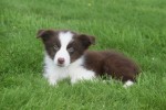 Berger australien (reu) 67984