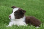Berger australien (reu) 67984