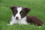 Berger australien (reu) 67984