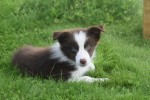Berger australien (reu) 67984