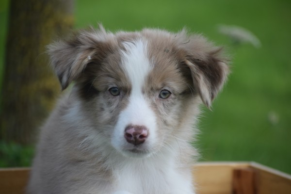 Berger australien (reu) 45227