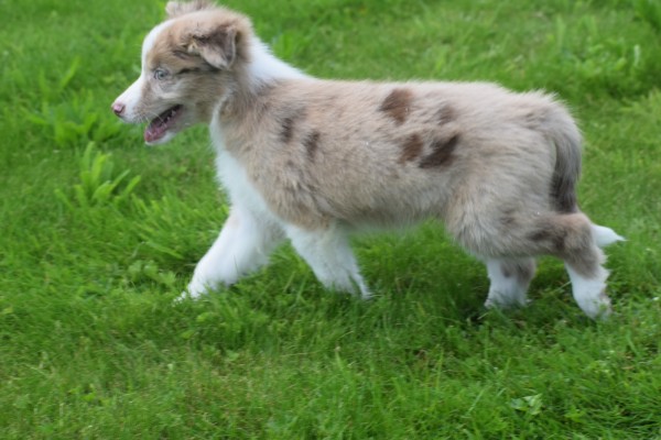 Berger australien (reu) 45227