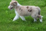 Berger australien (reu) 45227