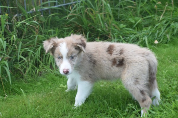 Berger australien (reu) 45227