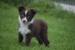 Berger australien (reu) 51786