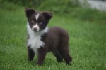 Berger australien (reu) 51786