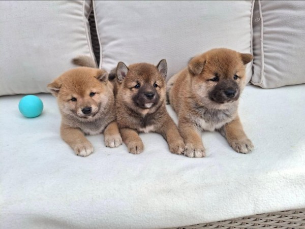 Shiba inu