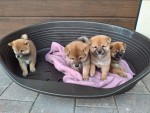 Shiba inu