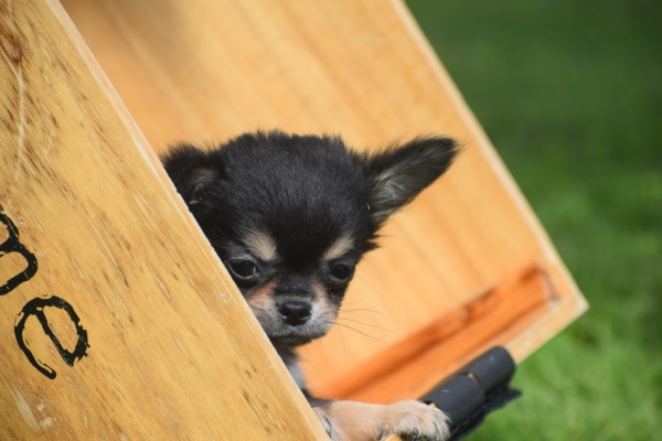Chihuahua (reu) 84635