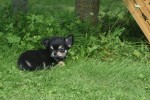 Chihuahua (reu) 84635