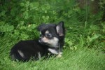 Chihuahua (reu) 84635