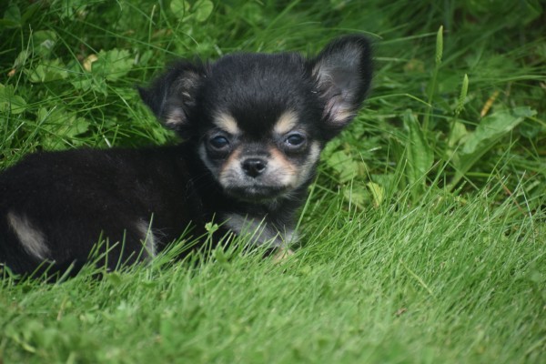 Chihuahua (reu) 84635