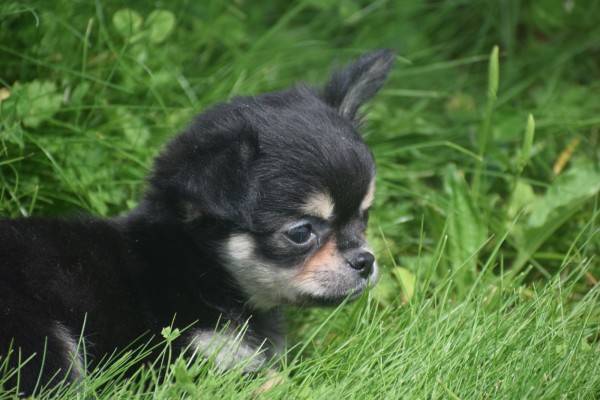 Chihuahua (reu) 84635