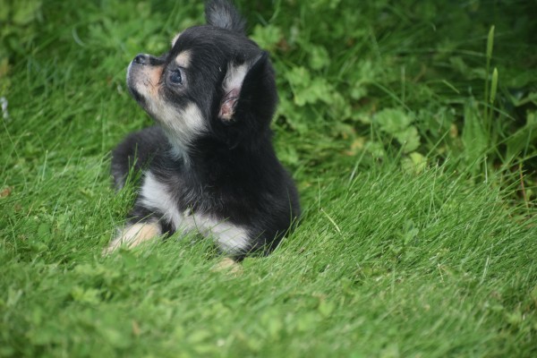 Chihuahua (reu) 84635