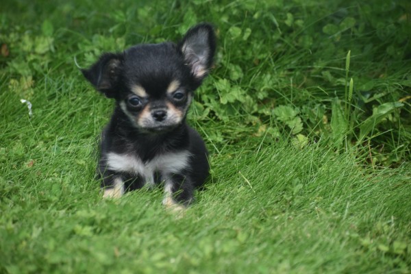 Chihuahua (reu) 84635