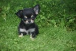 Chihuahua (reu) 84635