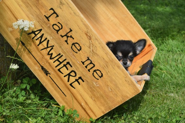 Chihuahua (reu) 84635