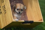 Chihuahua (reu) 84636