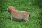 Chihuahua (reu) 84636