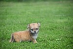 Chihuahua (reu) 84636
