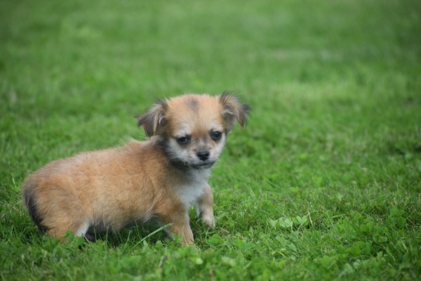 Chihuahua (reu) 84636