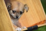 Chihuahua (reu) 84636