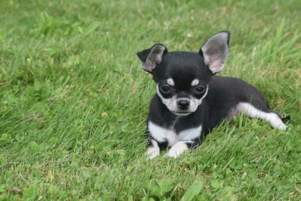Chihuahua (reu) 84698