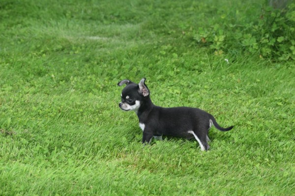 Chihuahua (reu) 84698