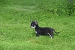 Chihuahua (reu) 84698