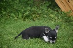 Chihuahua (reu) 84698