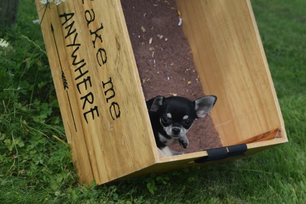 Chihuahua (reu) 84698