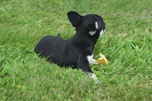 Chihuahua (reu) 84698