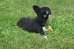 Chihuahua (reu) 84698