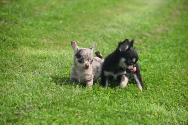Chihuahua (reu) 84635