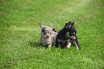 Chihuahua (reu) 84635